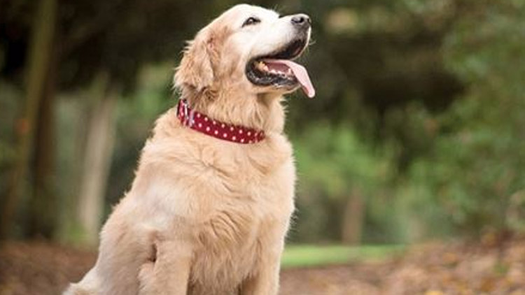 Psa vrátit nechtěla