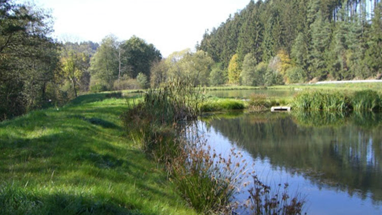 V údolí se bude kácet