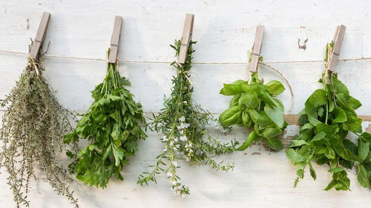 PROSTĚJOVSKO &amp; VŠE O BYLINKÁCH