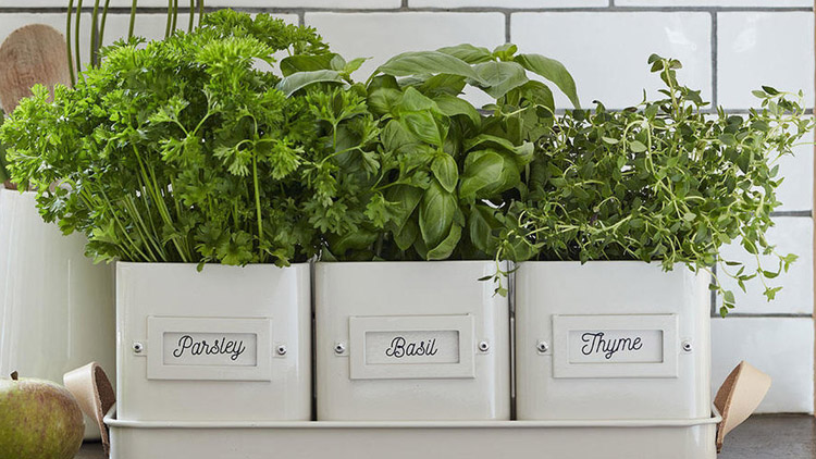 Velký přehled bylinek a jejich využití