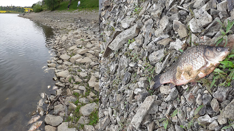 Smrt řádila na přehradě! Odnesly to ryby