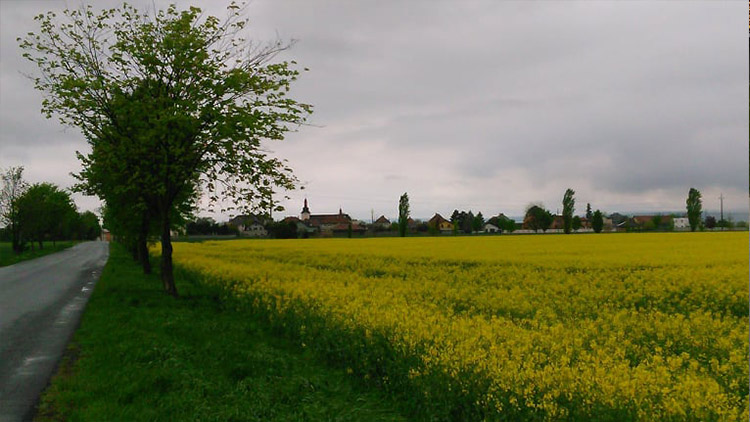 Jaro na Hané? Žluté!