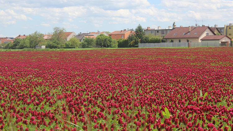 Rudé moře se přestěhovalo do Prostějova