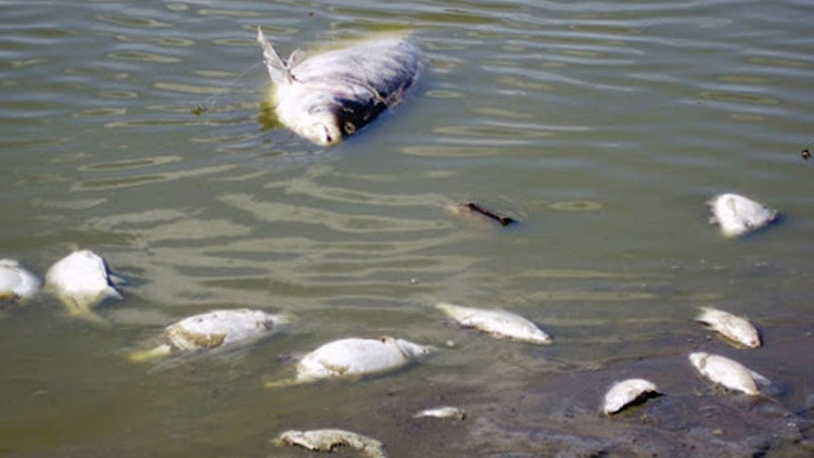 Mrtvoly na přehradě!