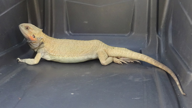 Strážníci naháněli ještěra...