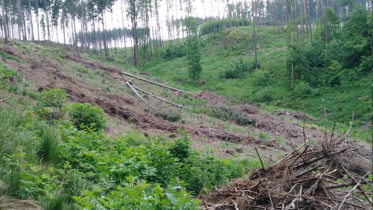Z hustých lesů  JE PLANINA