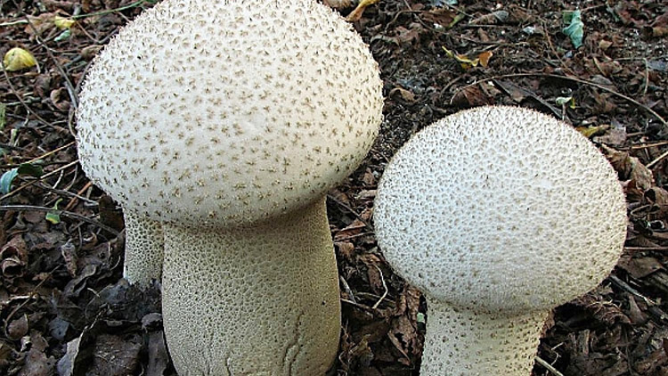 V lese ani prašivka...