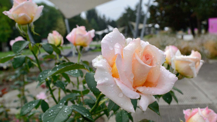 Svatební design, floristické show. Blíží se Vyznání růžím