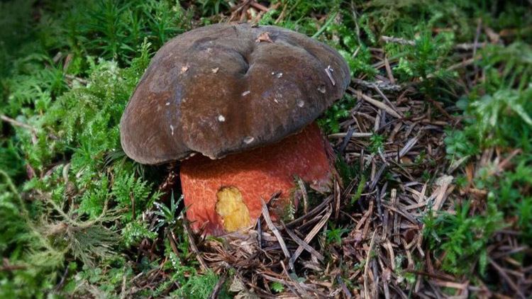 První kováře z lesa