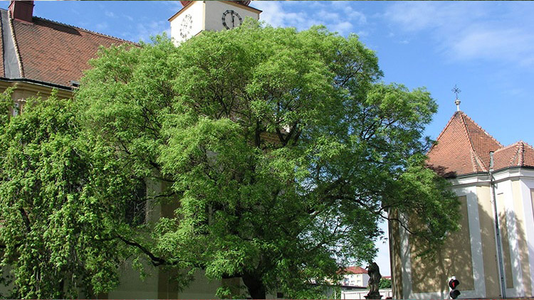 V hodnocení akce Strom roku Prostějov neuspěl