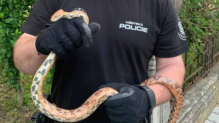 Lidi na ulici vyděsil had