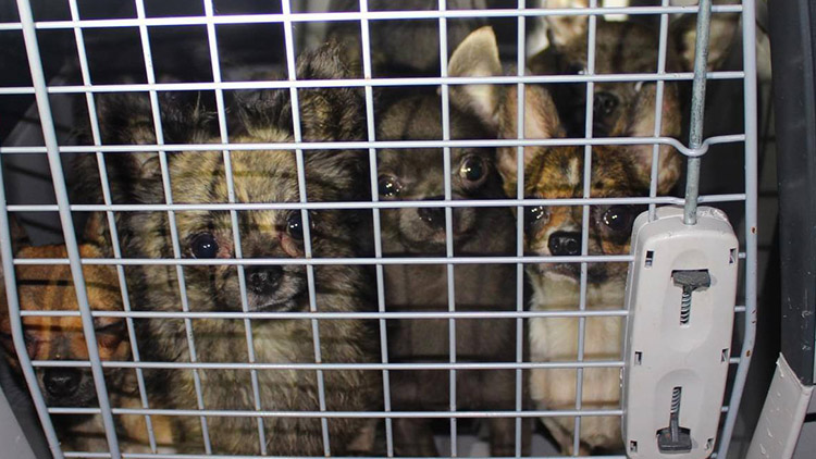 Koupila za 14 tisíc falešného „staforda“. Podpořila množírnu?