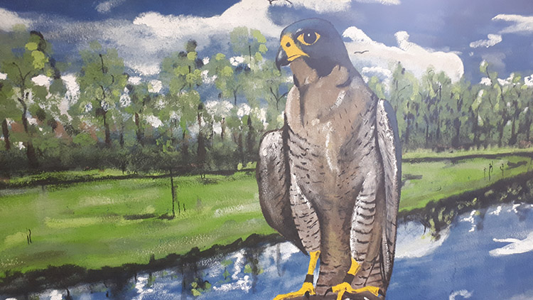 Hledá se národní pták!  Sokol volí sokola. A vy?