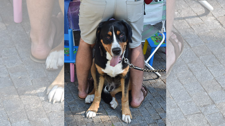 NEŠTĚSTÍ VE STÍNAVĚ! Děvčátko pokousal pes!