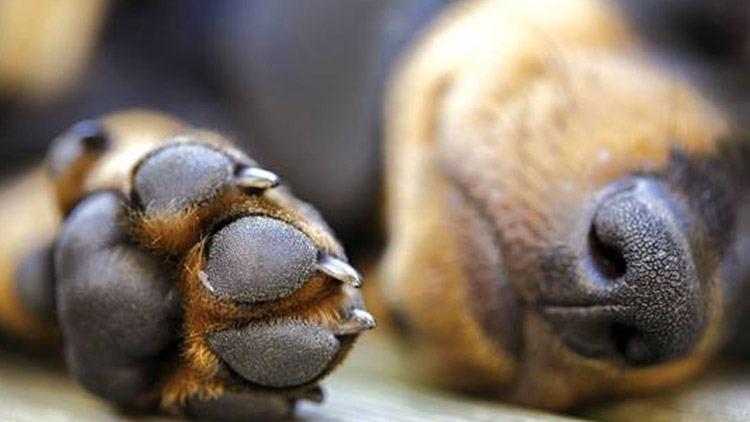 Pes pokousal holčičku a …