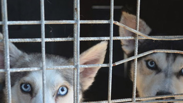 „Nejdřív si pejska zarezervují, pak nepřijedou,“ kroutí hlavou ředitel útulku