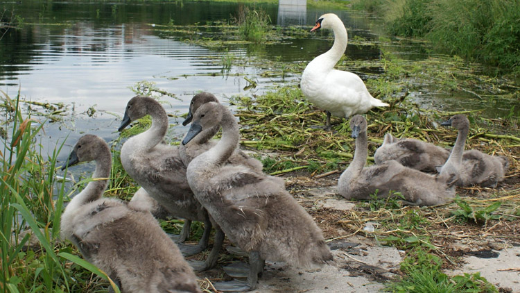 Žebrající labutě