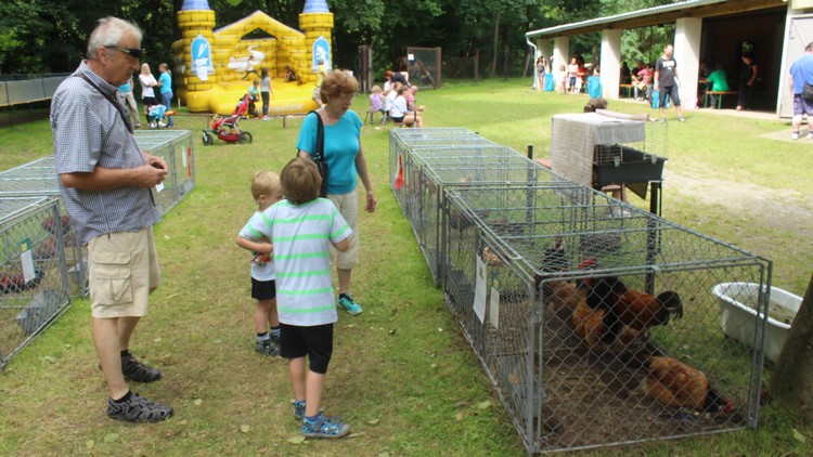 Králík sem, slepice tam:  chovatelé z Konicka  představili své poklady