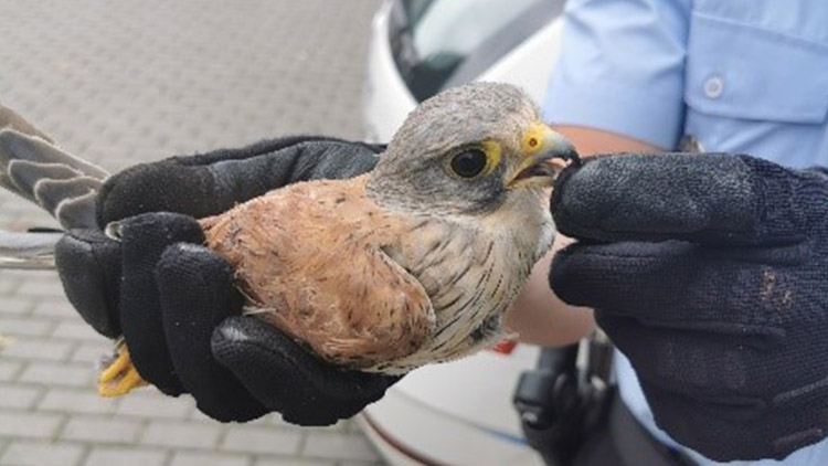 Poštolku strážníci zachránili,  JEŠTĚR PRCHÁ!