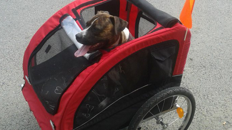 Psi na vozíku