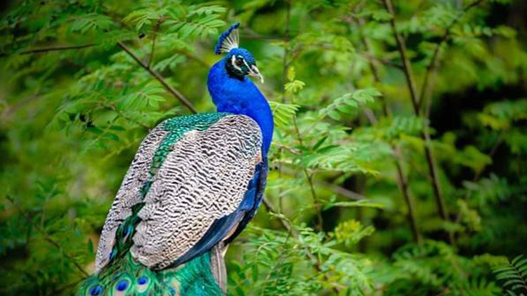 Strážníci naháněli páva! Jak to dopadlo?