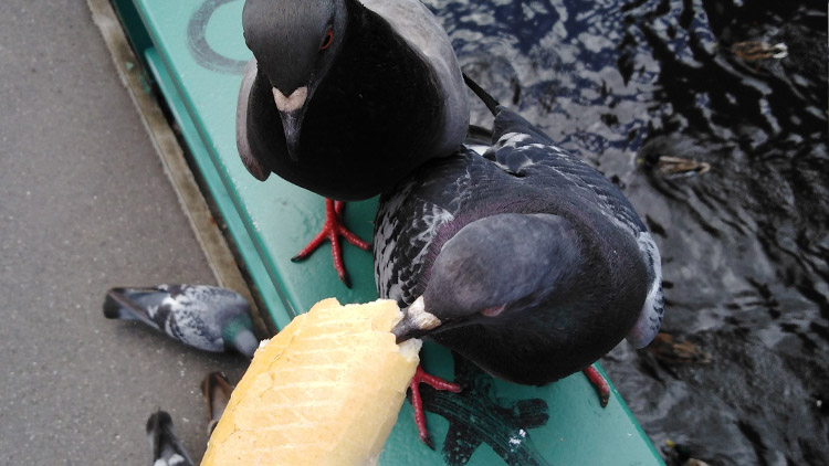 Když se holubi  perou o rohlík