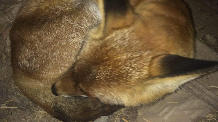 COCO vyrazila na vandr!