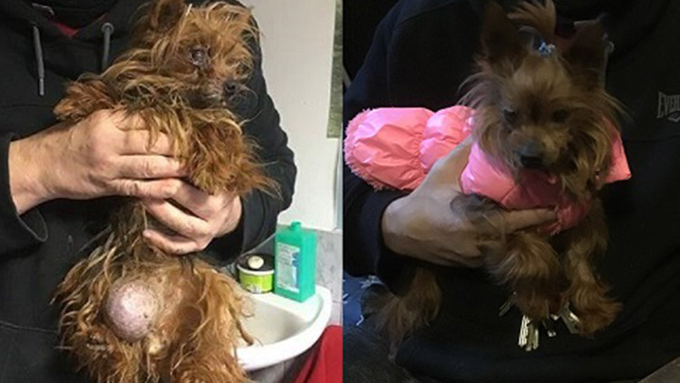 Útulek Voříšek chystá další charitativní kalendář. Přispějete?