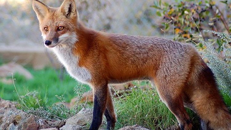 Liška střet nepřežila