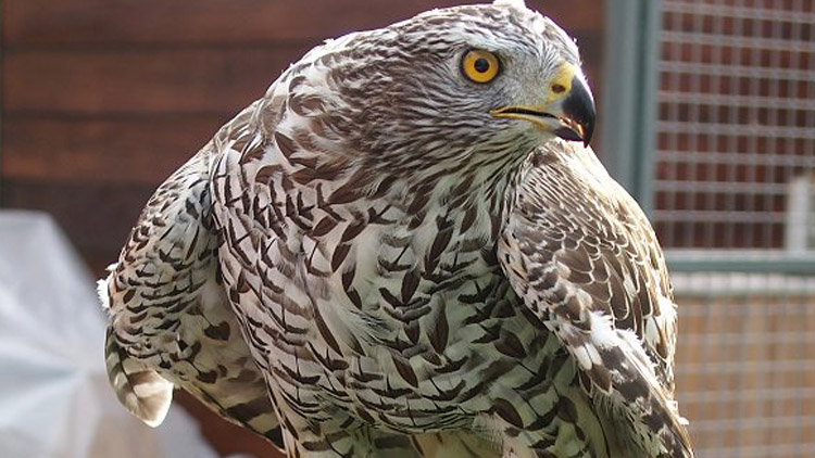 Lov s dravým ptáky v Hradčanech