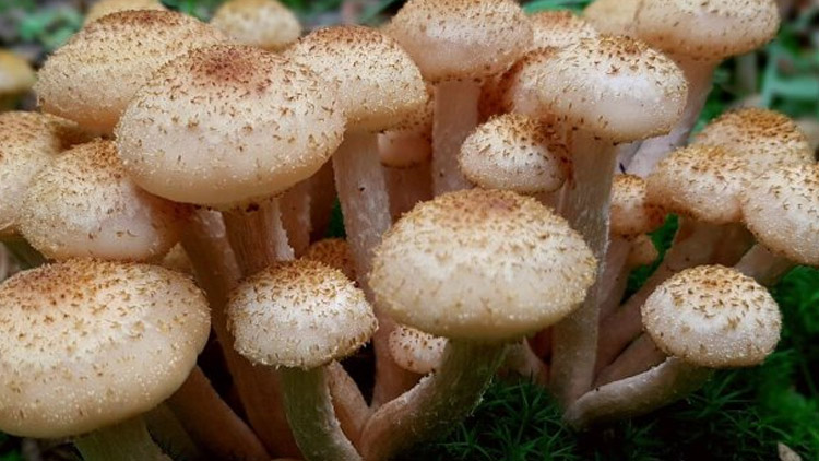 Zachraňují to václavky