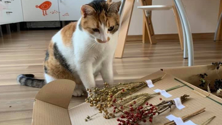 V Kostelci hledají čočku…