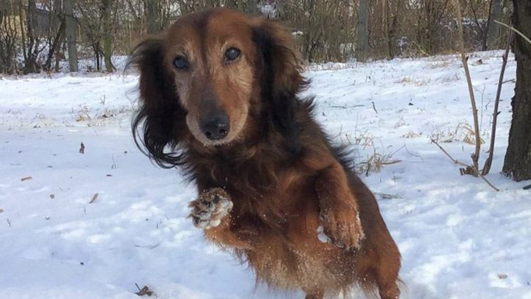 Kalendář bude! Voříšek sehnal dost peněz