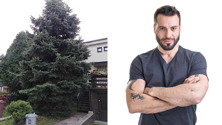 Jméno pro vánoční strom