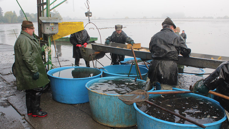 Výlov tovačovského rybníka přilákal tisíce lidí