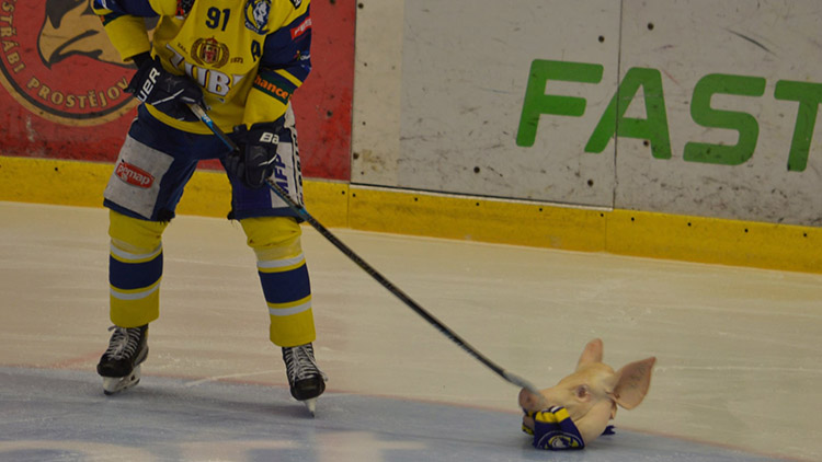 Kuriozita hanáckého derby? PRASEČÍ HLAVA NA LEDĚ!