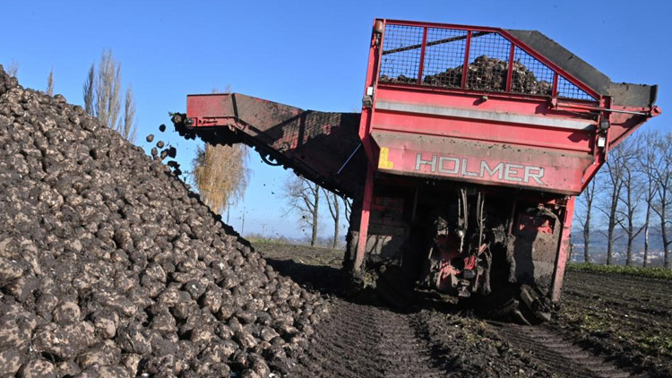 Bude se sklízet řepa