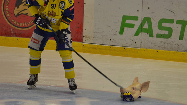 Kuriozita hanáckého derby? PRASEČÍ HLAVA NA LEDĚ!