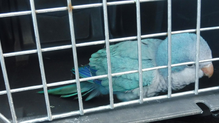 U Lidlu „špacíroval“  PAPOUŠEK