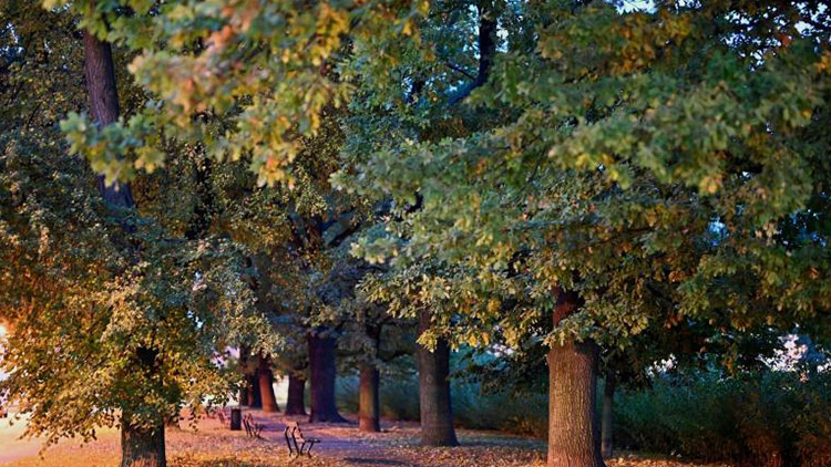 Další želízko v ohni  v oblíbené anketě