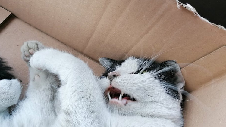 Mourek má skončit!