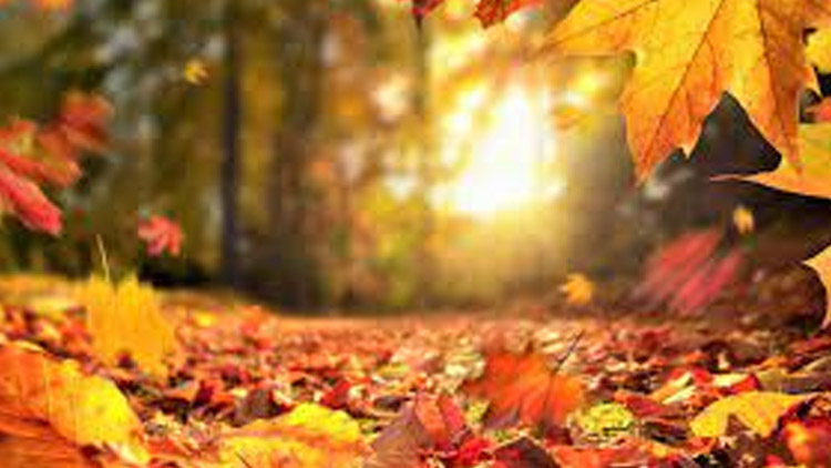 Co ještě letošní podzim přinese? Snad už nic