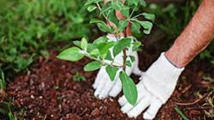 Ve Vrchoslavicích budou sázet