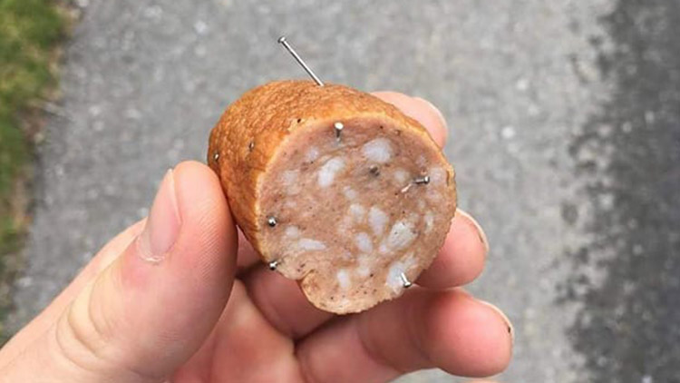 U Pivína našli návnadu s hřebíky!