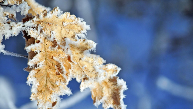 Mrazík nadělal potíže
