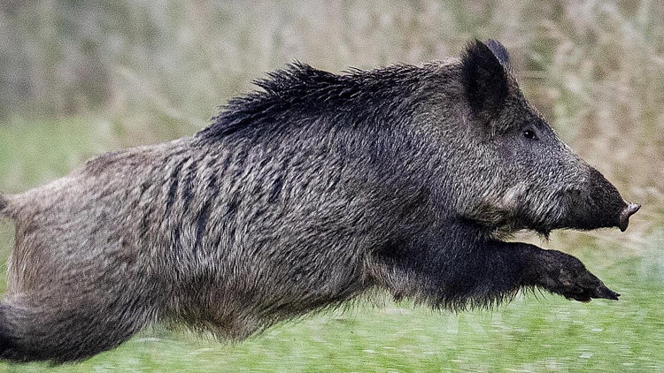 Divočák srážku nepřežil