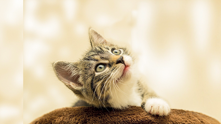 Ohlášený konec spolku Mourek  ještě nemusí být definitivní