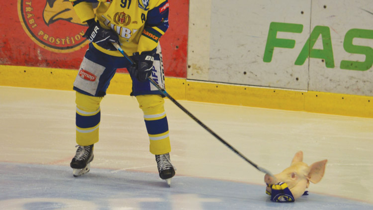 Za prase na ledě padla pokuta
