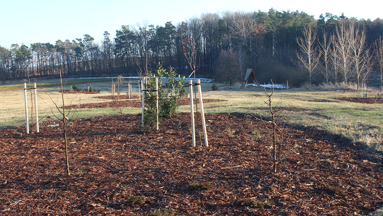 V novém arboretu u Krumsína porostou stromy z Afriky i Japonska