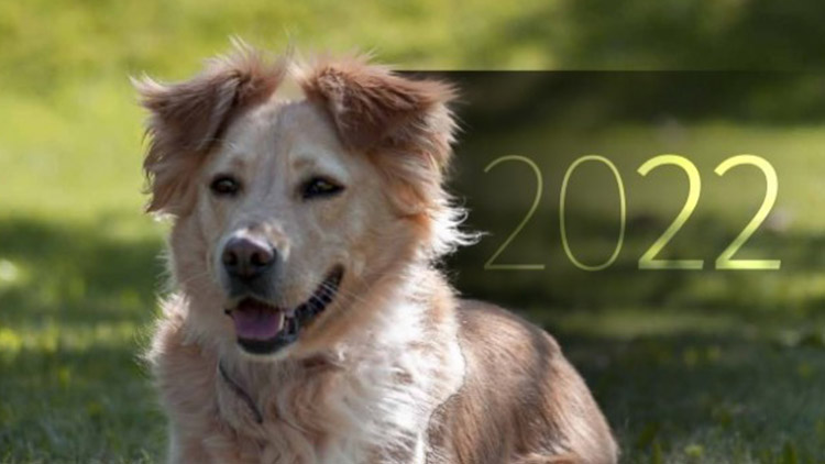 Zajistí kalendář Voříšku  trochu nezávislosti? 